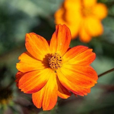 Cosmos Bright Lights - West Coast Seeds - Image 2
