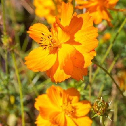 Cosmos Bright Lights - West Coast Seeds - Image 3
