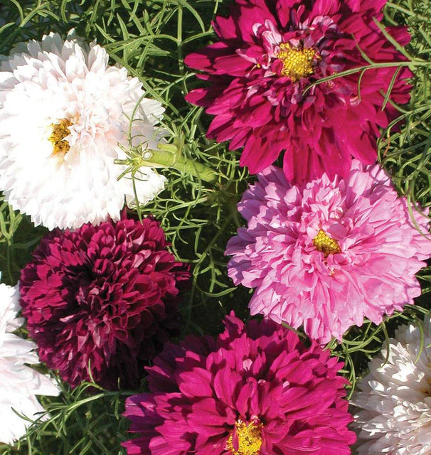 Cosmos Double Click Assorted - West Coast Seeds - Image 2