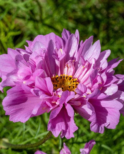 Cosmos Rose Bon Bon - West Coast Seeds - Image 2