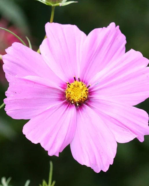 Cosmos Sensation Blend - West Coast Seeds - Image 2