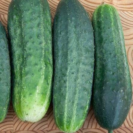 Organic Cucumbers Excelsior - West Coast Seeds - Image 2
