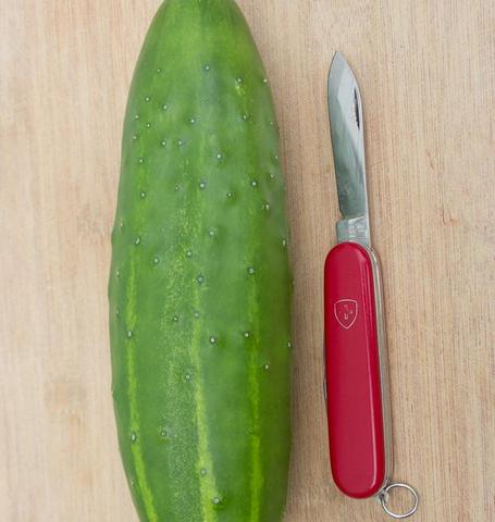 Cucumber Marketmore 76 - West Coast Seeds - Image 2