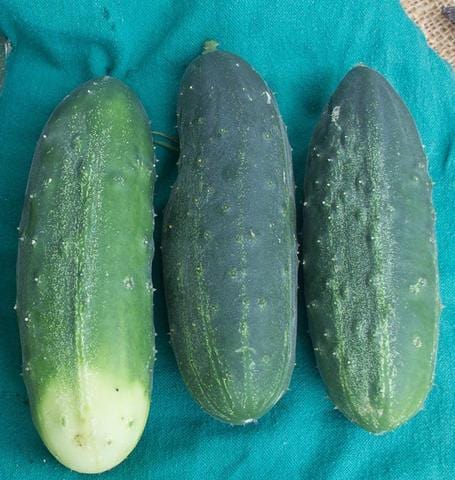 Cucumber Homemade Pickles - West Coast Seeds - Image 2