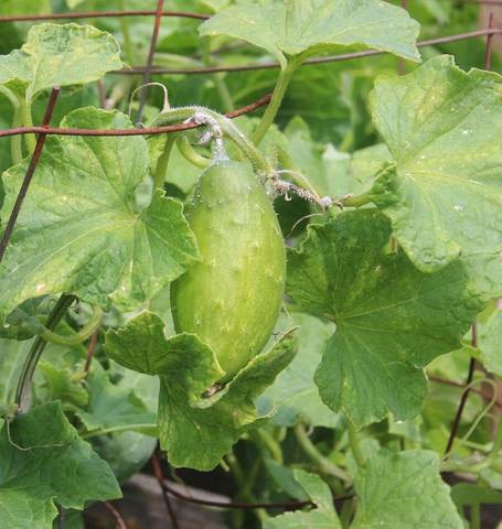 Cucumber Homemade Pickles - West Coast Seeds - Image 3