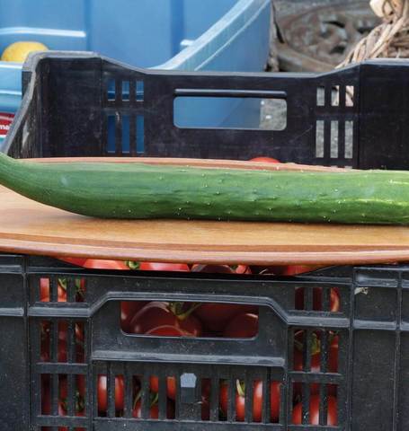 Cucumber Tasty Green - West Coast Seeds - Image 2