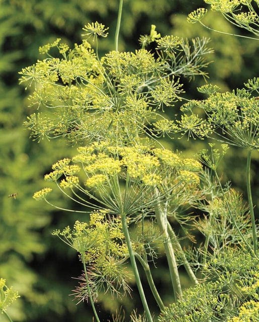 Dill Bouquet - West Coast Seeds - Image 2