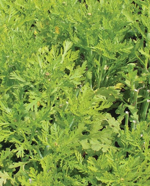 Wild Greens Edible Chrysanthemum Shungiku - West Coast Seeds - Image 2