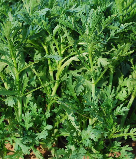 Wild Greens Edible Chrysanthemum Shungiku - West Coast Seeds - Image 4