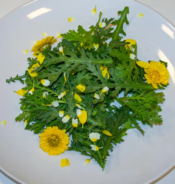 Wild Greens Edible Chrysanthemum Shungiku - West Coast Seeds - Image 5