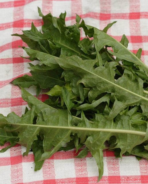 Chicory Italian Dandelion Endive - West Coast Seeds - Image 2