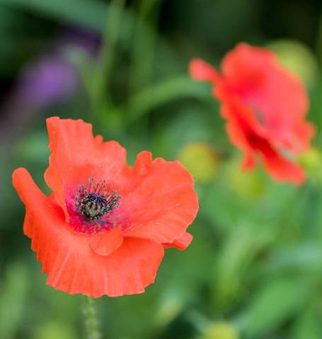 Poppy Flanders - West Coast Seeds - Image 2