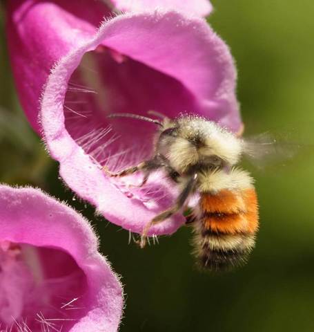 Foxgloves Purple - West Coast Seeds - Image 3
