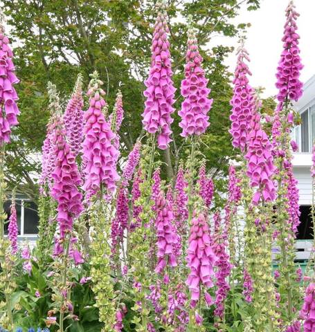 Foxgloves Purple - West Coast Seeds - Image 4
