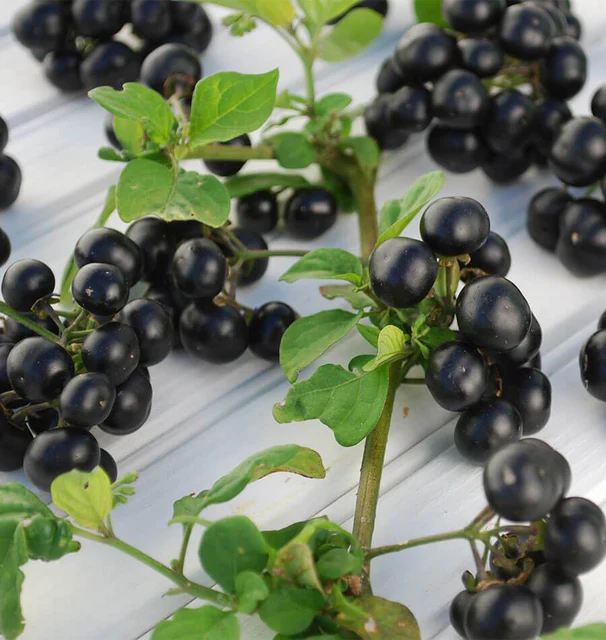 Solanum Garden Huckleberry - West Coast Seeds - Image 2