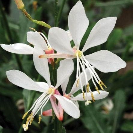Gaura Sparkle White - West Coast Seeds - Image 2