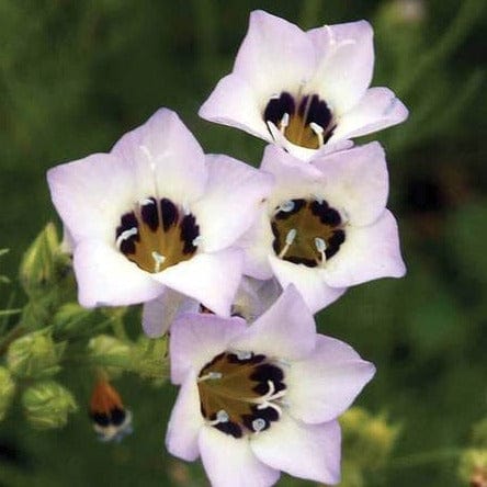 Gilia Bird's Eyes - West Coast Seeds - Image 2