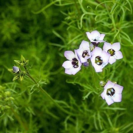 Gilia Bird's Eyes - West Coast Seeds - Image 3