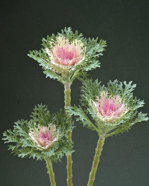 Kale Crane Feather King - West Coast Seeds - Image 2