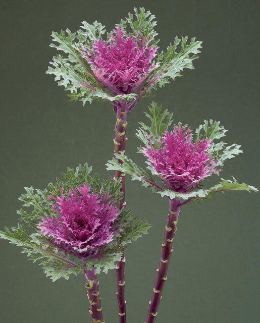 Kale Crane Feather Queen - West Coast Seeds - Image 2