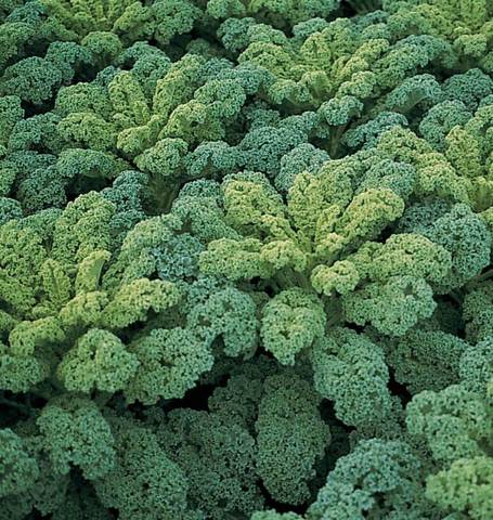Kale Darkibor - West Coast Seeds - Image 2
