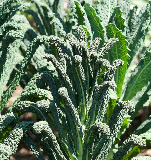 Kale Lacinato - West Coast Seeds - Image 3
