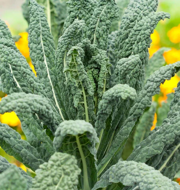Kale Lacinato - West Coast Seeds - Image 4