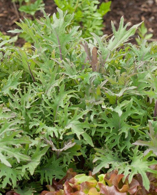 Kale Red Russian - West Coast Seeds - Image 2