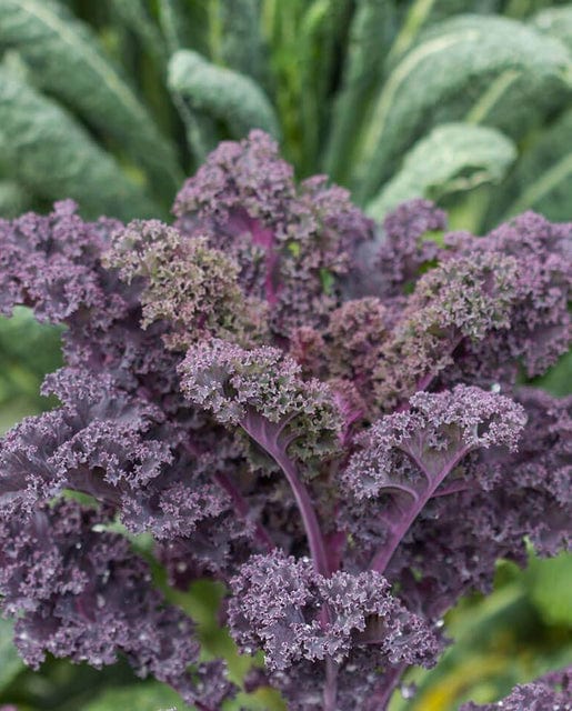 Organic Kale Scarlet - West Coast Seeds - Image 2