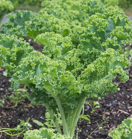 Kale Winterbor - West Coast Seeds - Image 2