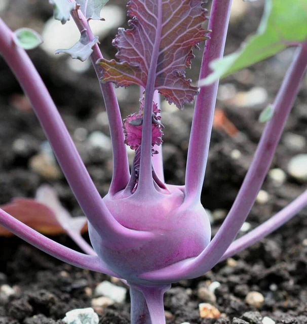 Kohlrabi Kolibri - West Coast Seeds - Image 2