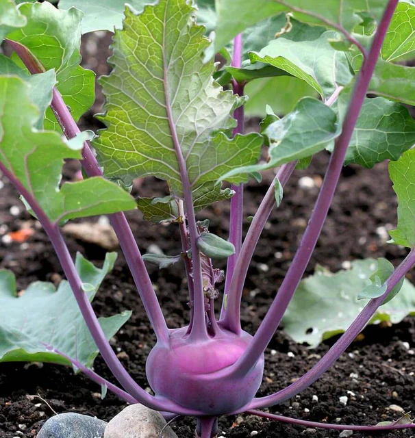 Kohlrabi Kolibri - West Coast Seeds - Image 3