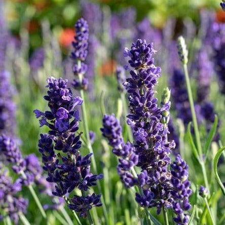 Lavender Blue Spear - West Coast Seeds - Image 2