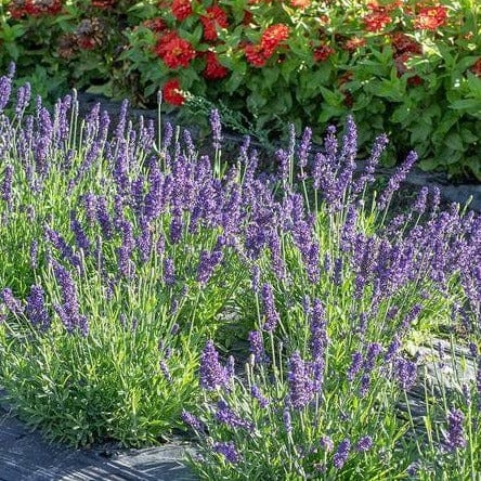 Lavender Blue Spear - West Coast Seeds - Image 3