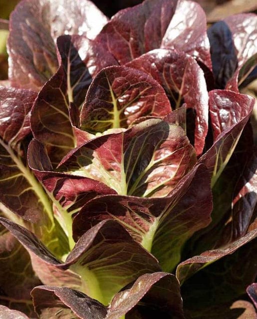 Organic Lettuce Breen Pelleted - West Coast Seeds - Image 2