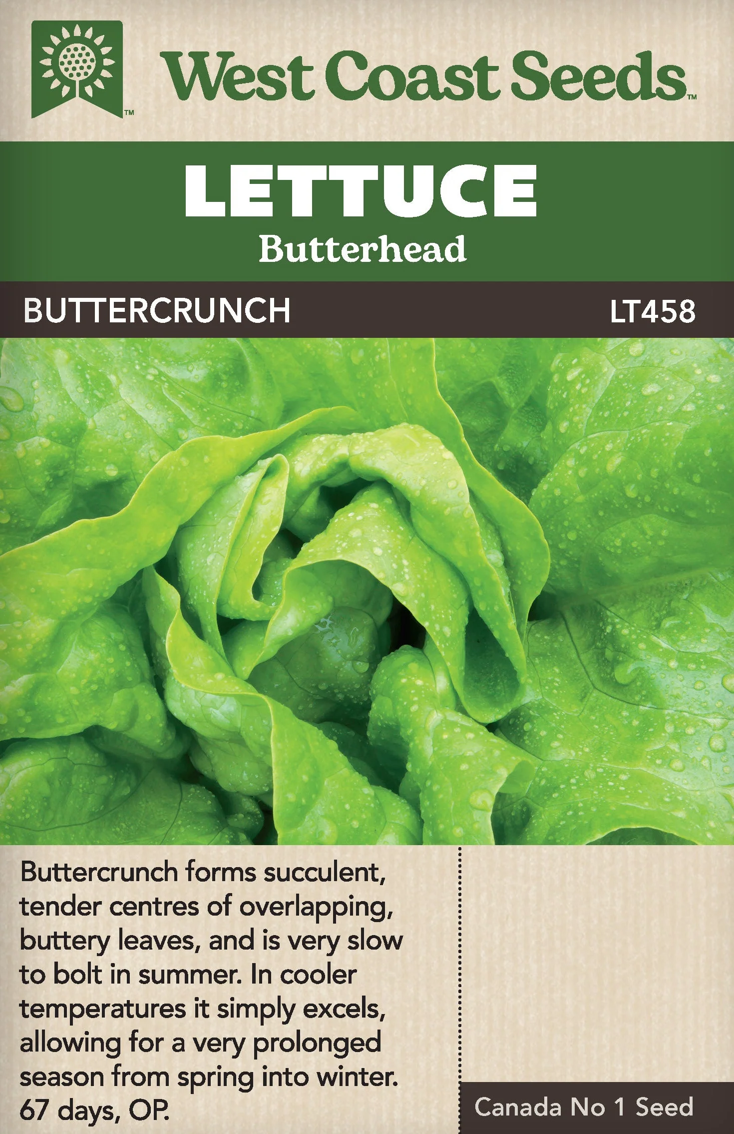 Lettuce Buttercrunch - West Coast Seeds