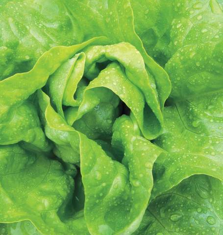 Lettuce Buttercrunch - West Coast Seeds - Image 2