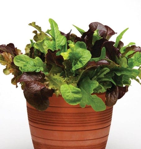 Lettuce City Garden Blend - West Coast Seeds - Image 3