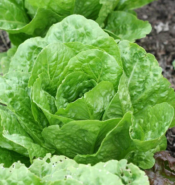 Organic Lettuce Coastal Star Pelleted - West Coast Seeds - Image 2