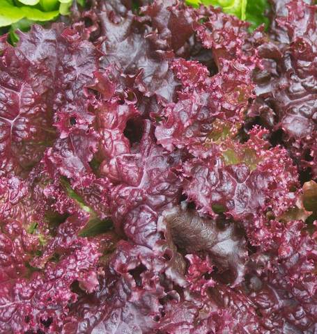 Lettuce Darkness - West Coast Seeds - Image 2