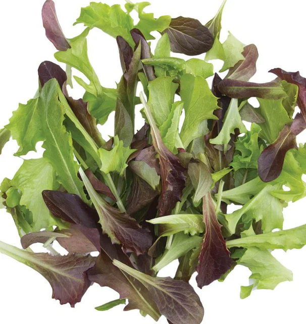 Organic Lettuce Fast & Furious - West Coast Seeds - Image 2