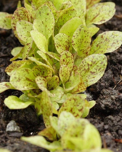Lettuce Freckles - West Coast Seeds - Image 2