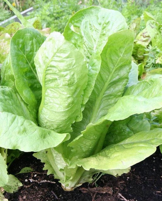 Lettuce Parris Island Cos - West Coast Seeds - Image 2