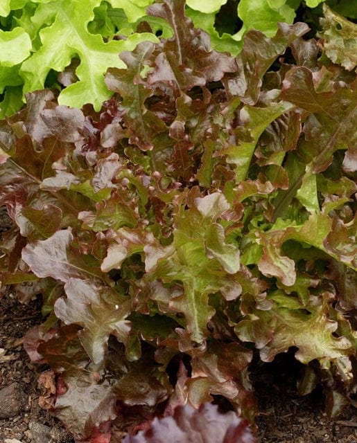 Lettuce Red Salad Bowl - West Coast Seeds - Image 2