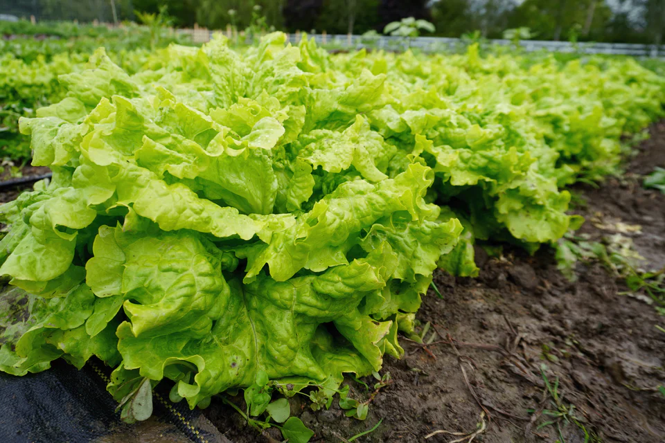 Lettuce Simpson Elite - West Coast Seeds - Image 2