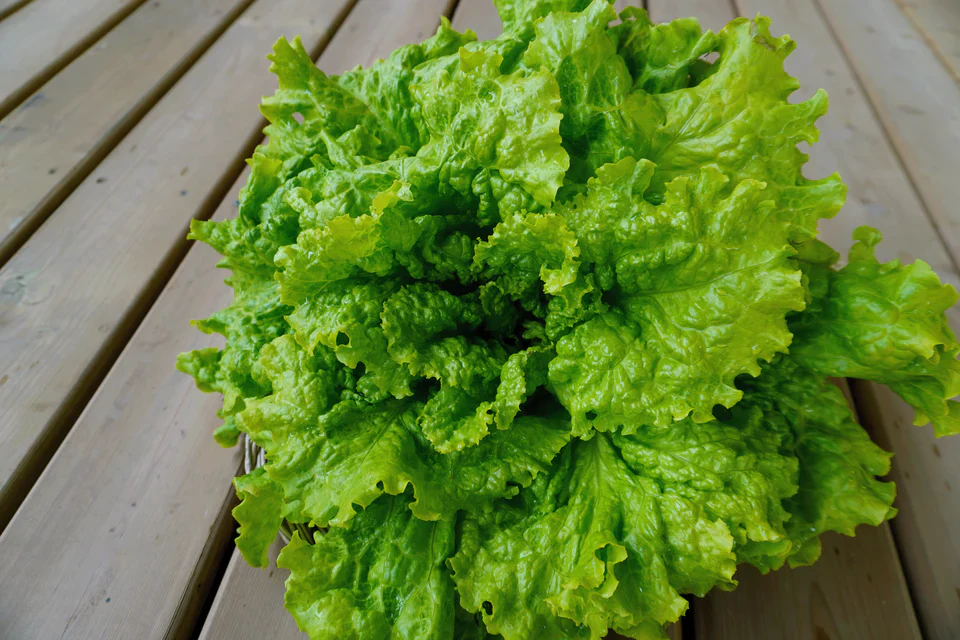 Lettuce Simpson Elite - West Coast Seeds - Image 3