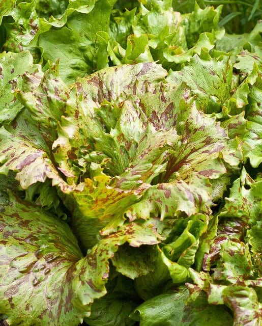 Organic Lettuce Speckled Butterhead - West Coast Seeds - Image 2