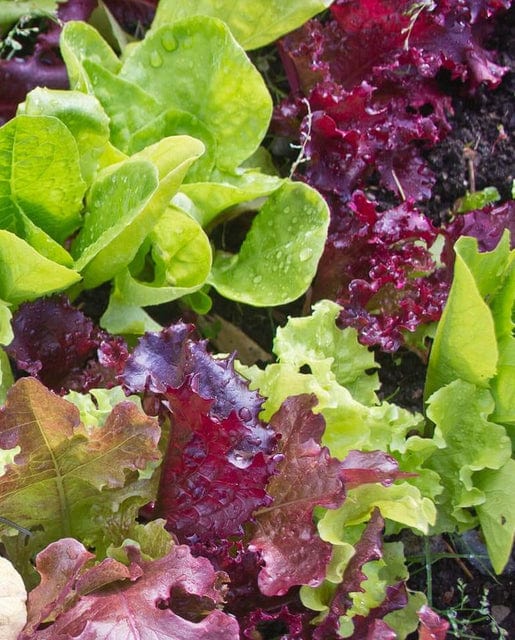 Lettuce Super Gourmet - West Coast Seeds - Image 2