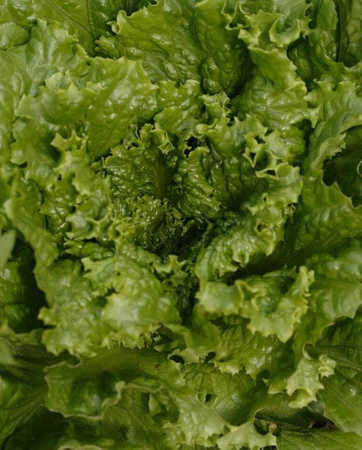 Organic Lettuce Tropicana Pelleted - West Coast Seeds - Image 2