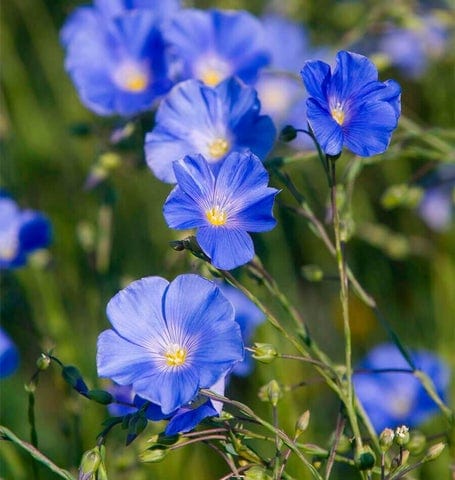 Linum Lewis Flax - West Coast Seeds - Image 2